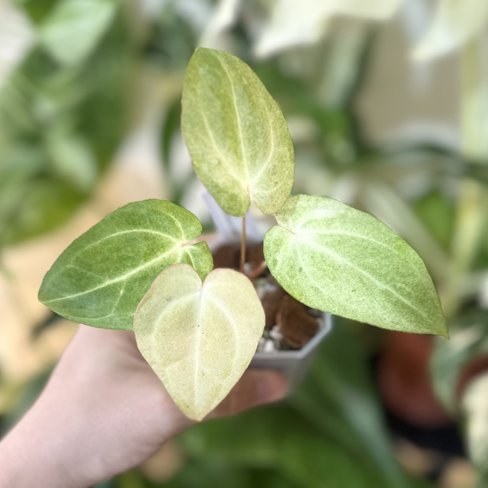 Anthurium papillilaminum 'Mint Variegated'
