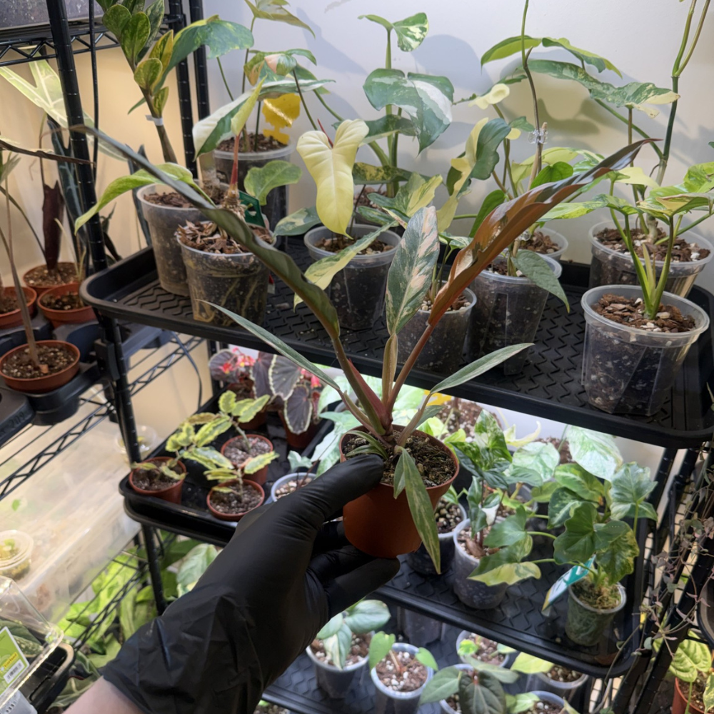 Philodendron 'Caramel Marble'