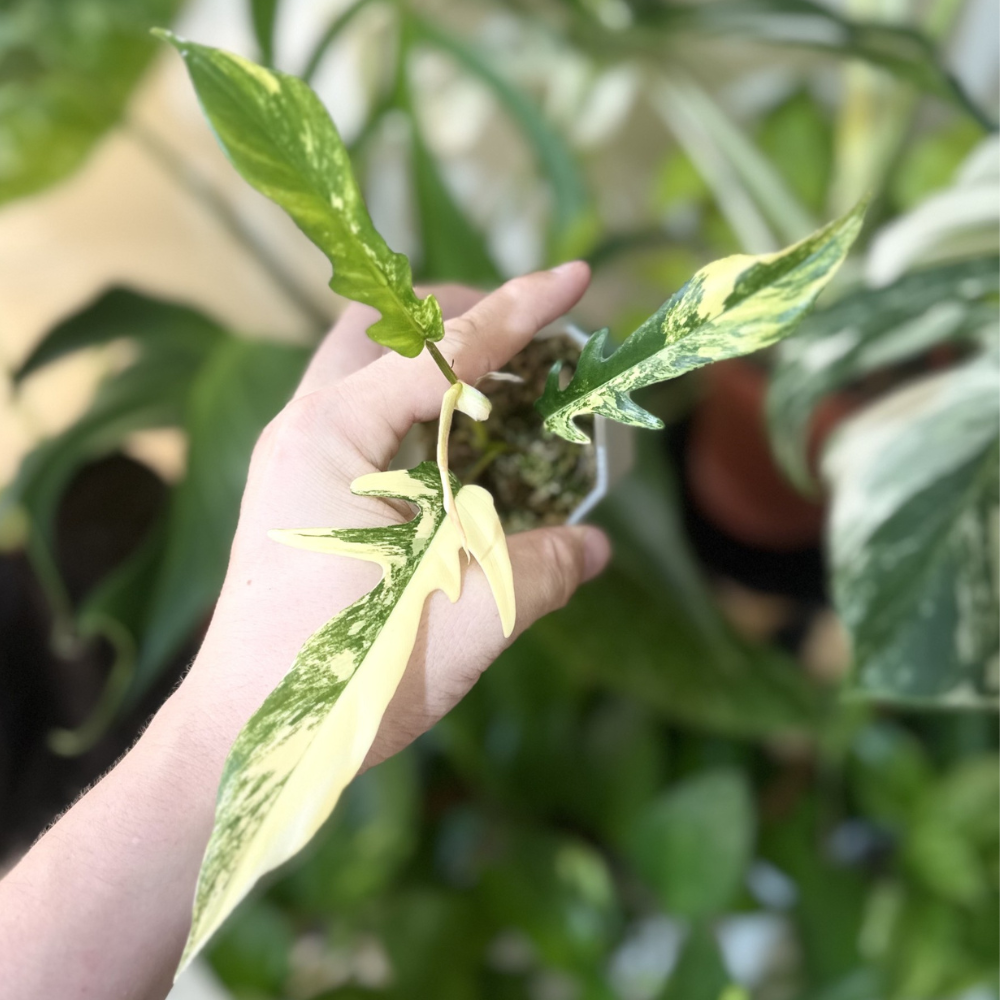 Philodendron 'Florida Beauty X Tortum'