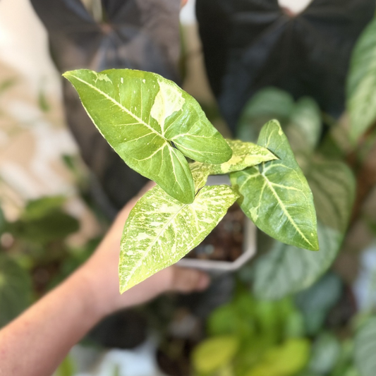 Syngonium 'Panda Galaxy'