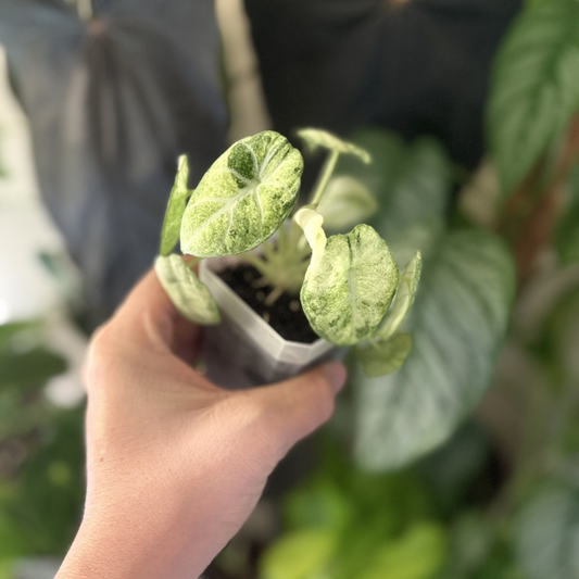 Alocasia reginula 'Ninja Tricolour'