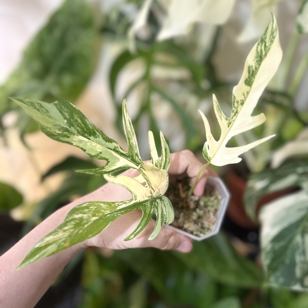 Philodendron 'Florida Beauty X Tortum'