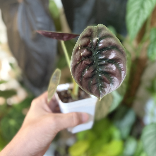 Alocasia cuprea 'Red Secret'