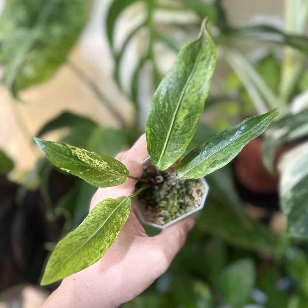 Anthurium hookeri 'Variegated'