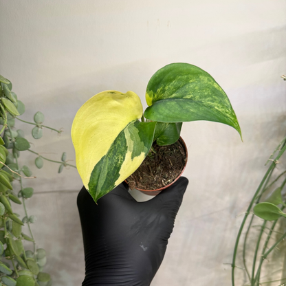 Scindapsus 'Jade Satin Variegata' 7cm - #4