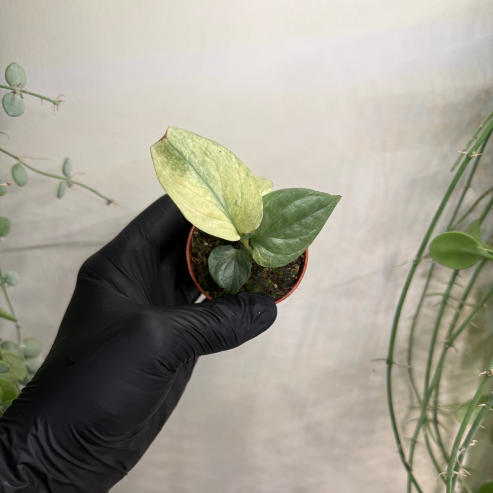 Amydrium medium 'Silver Variegata' 6cm - #3