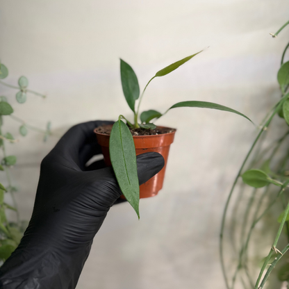 Anthurium wendlingeri 8cm - #2