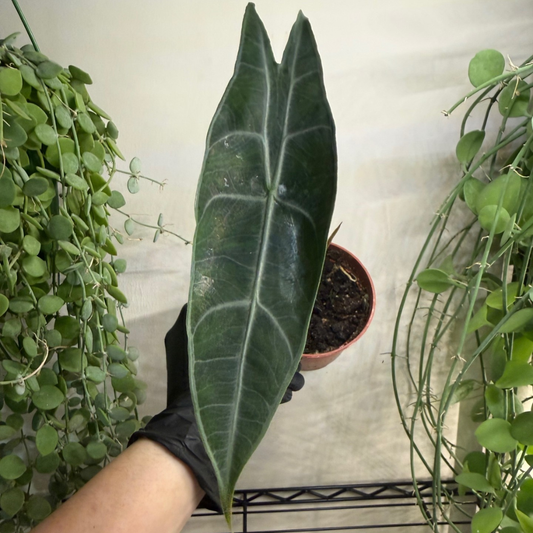 Alocasia longiloba 'Silver' 10.5cm - #4