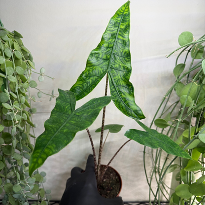 Alocasia zebrina 'Reticulata' 10.5cm - #4