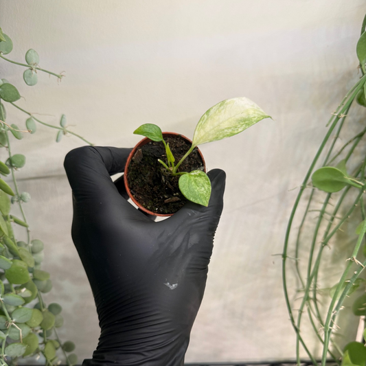 Anthurium vittariifolium 'Variegata' 6cm - #4