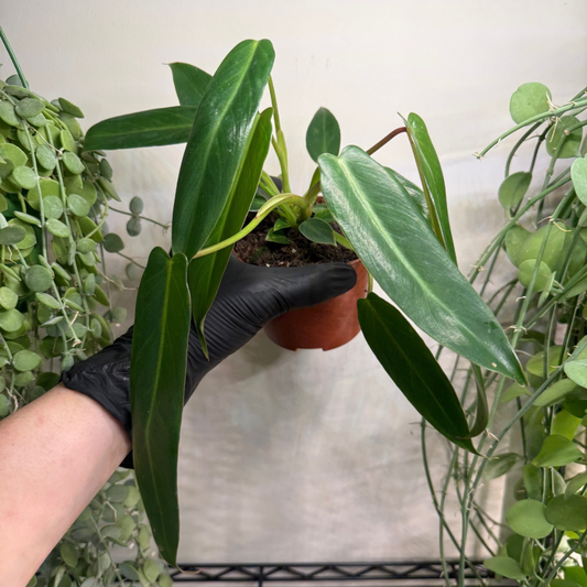 Philodendron spiritus-sancti 10.5cm - #4