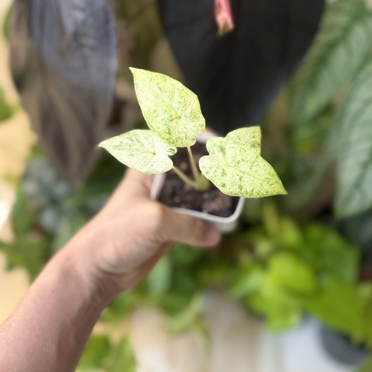 Alocasia odora 'Batik Variegated'