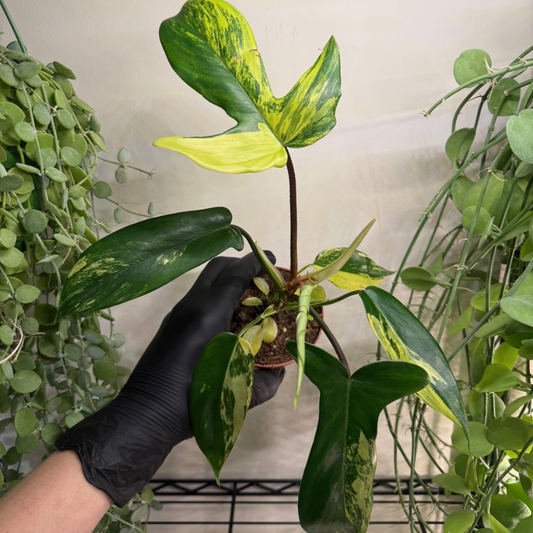 Philodendron 'Florida Beauty' 9cm - #2