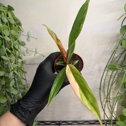 Philodendron 'Caramel Marble' 8cm - #1