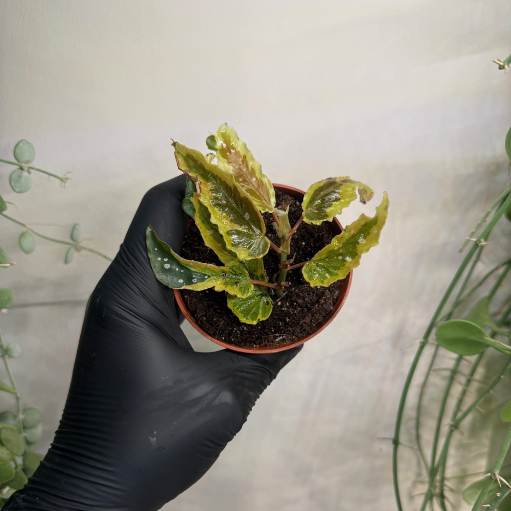 Begonia 'Dainty Spray Sport Variegata' 8cm - #3