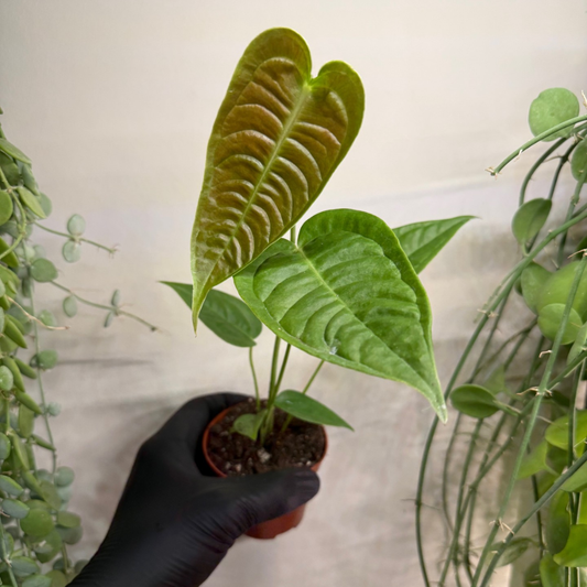 Anthurium veitchii 'Narrow' 8cm - #4