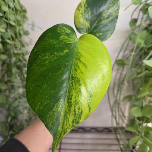 Monstera deliciosa 'Aurea Variegata' 10.5cm - #1