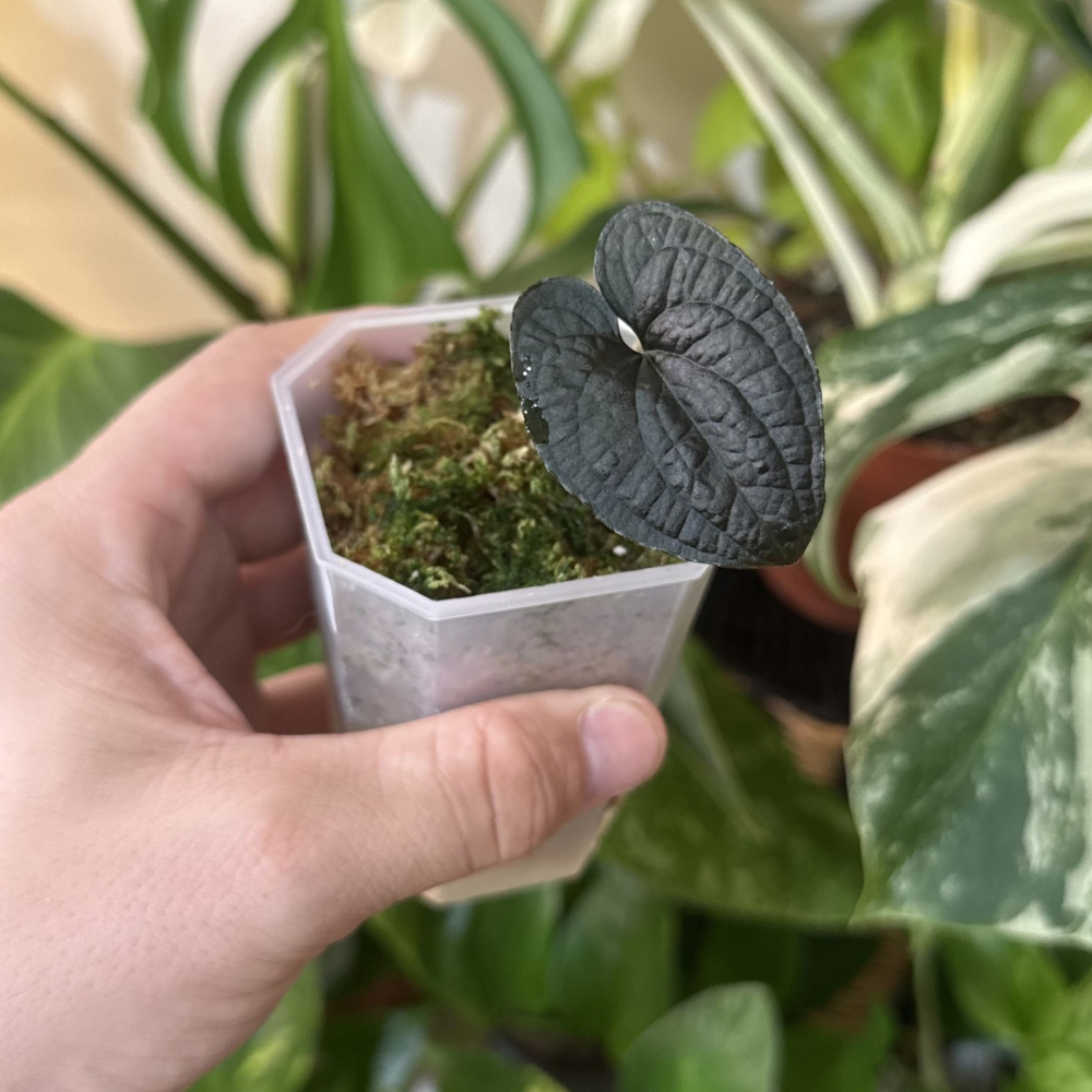 Anthurium clidemoides