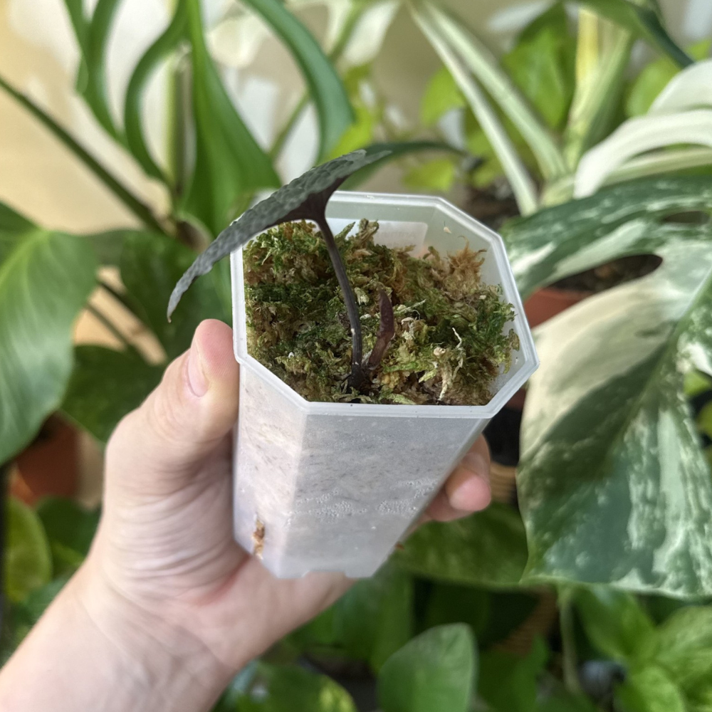 Anthurium clidemoides