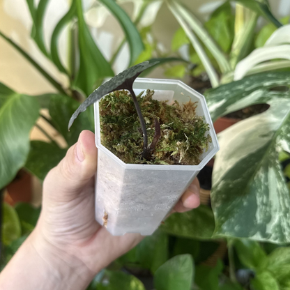 Anthurium clidemoides