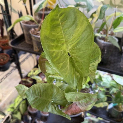 Syngonium 'Milk Confetti'