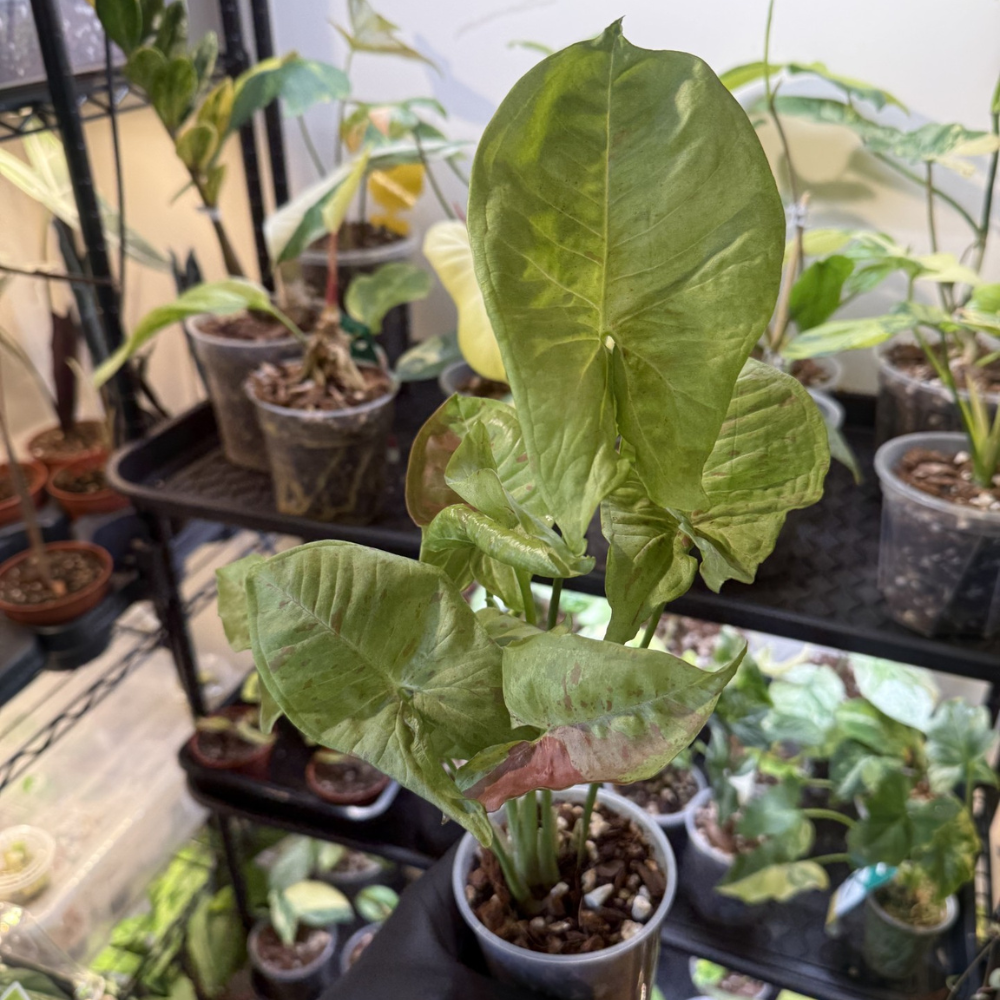 Syngonium 'Milk Confetti'