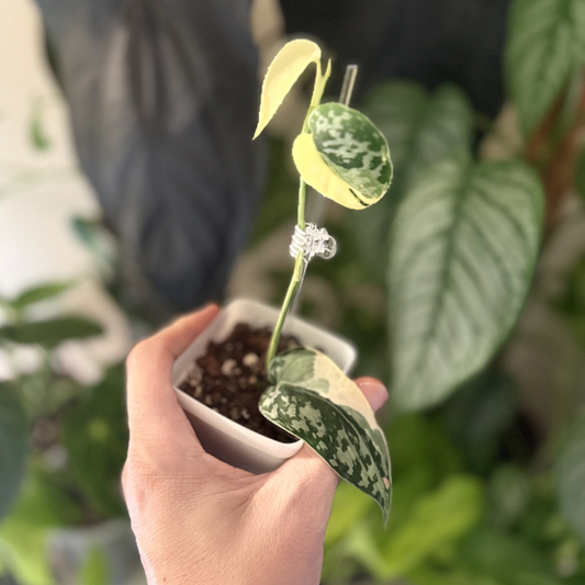 Scindapsus 'Mayari Variegated'