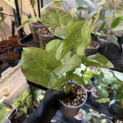 Syngonium 'Milk Confetti'