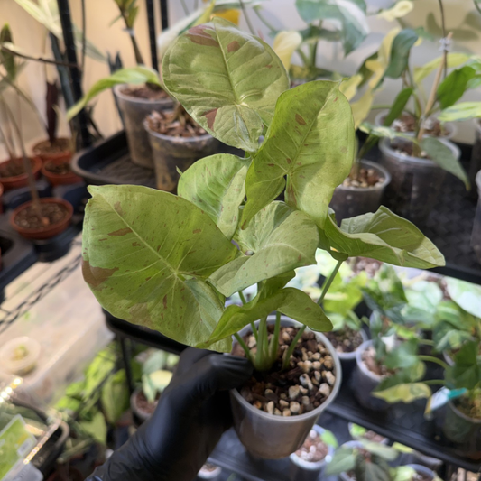 Syngonium 'Milk Confetti'