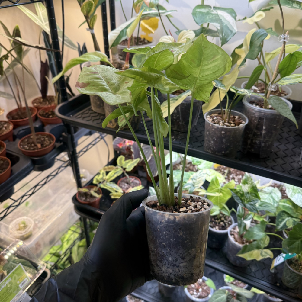 Syngonium 'Milk Confetti'
