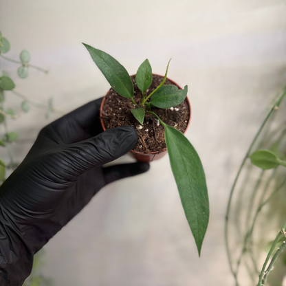 Anthurium wendlingeri 8cm - #3