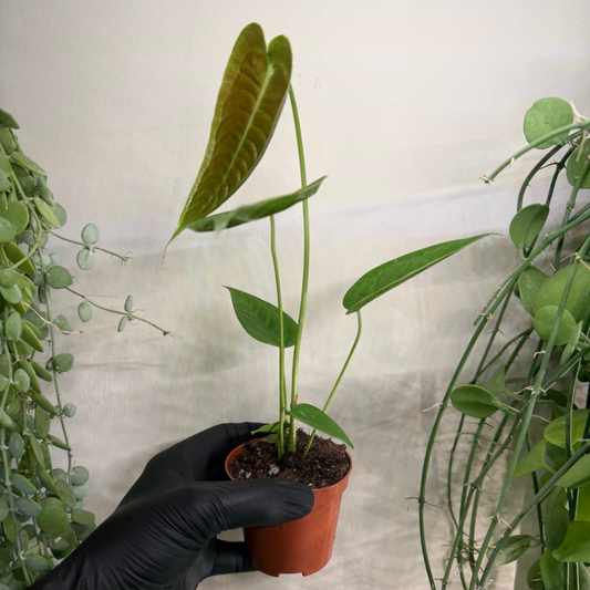 Anthurium veitchii 'Narrow' 8cm - #4