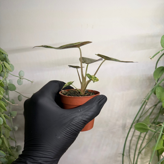 Alocasia wentii 'Variegata' 7cm - #4