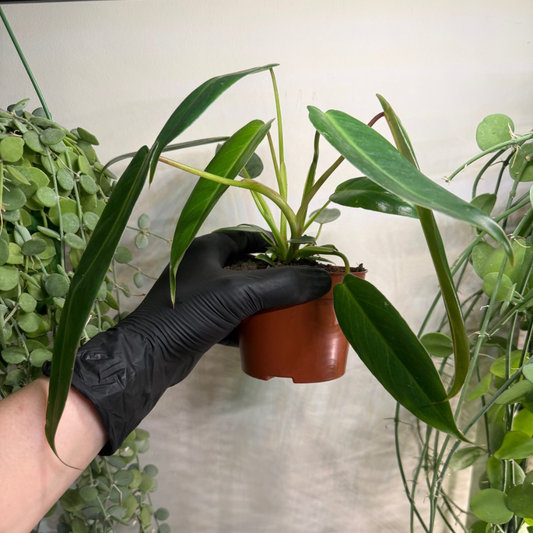 Philodendron spiritus-sancti 10.5cm - #4