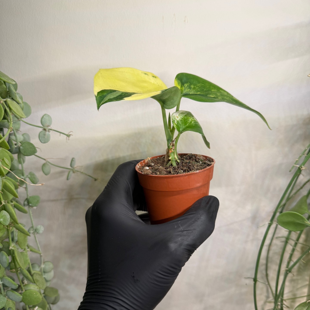 Scindapsus 'Jade Satin Variegata' 7cm - #4