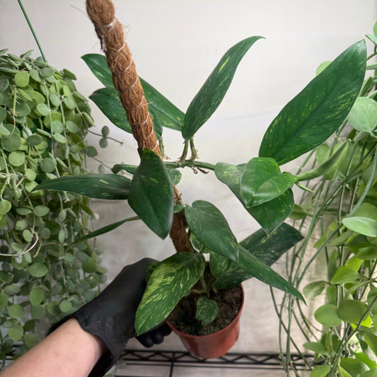 Rhaphidophora elliptica 'Aurea Variegata' 10.5cm - #4