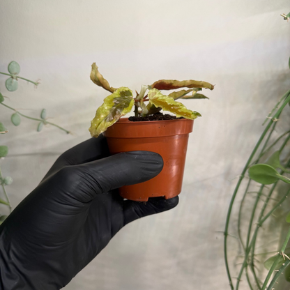 Begonia 'Dainty Spray Sport Variegata' 8cm - #3