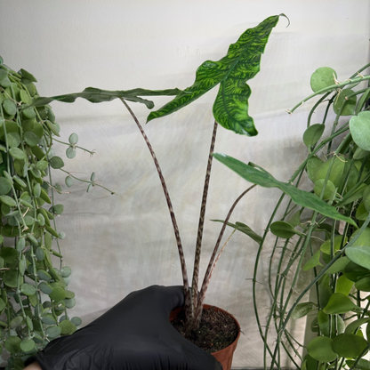 Alocasia zebrina 'Reticulata' 10.5cm - #4