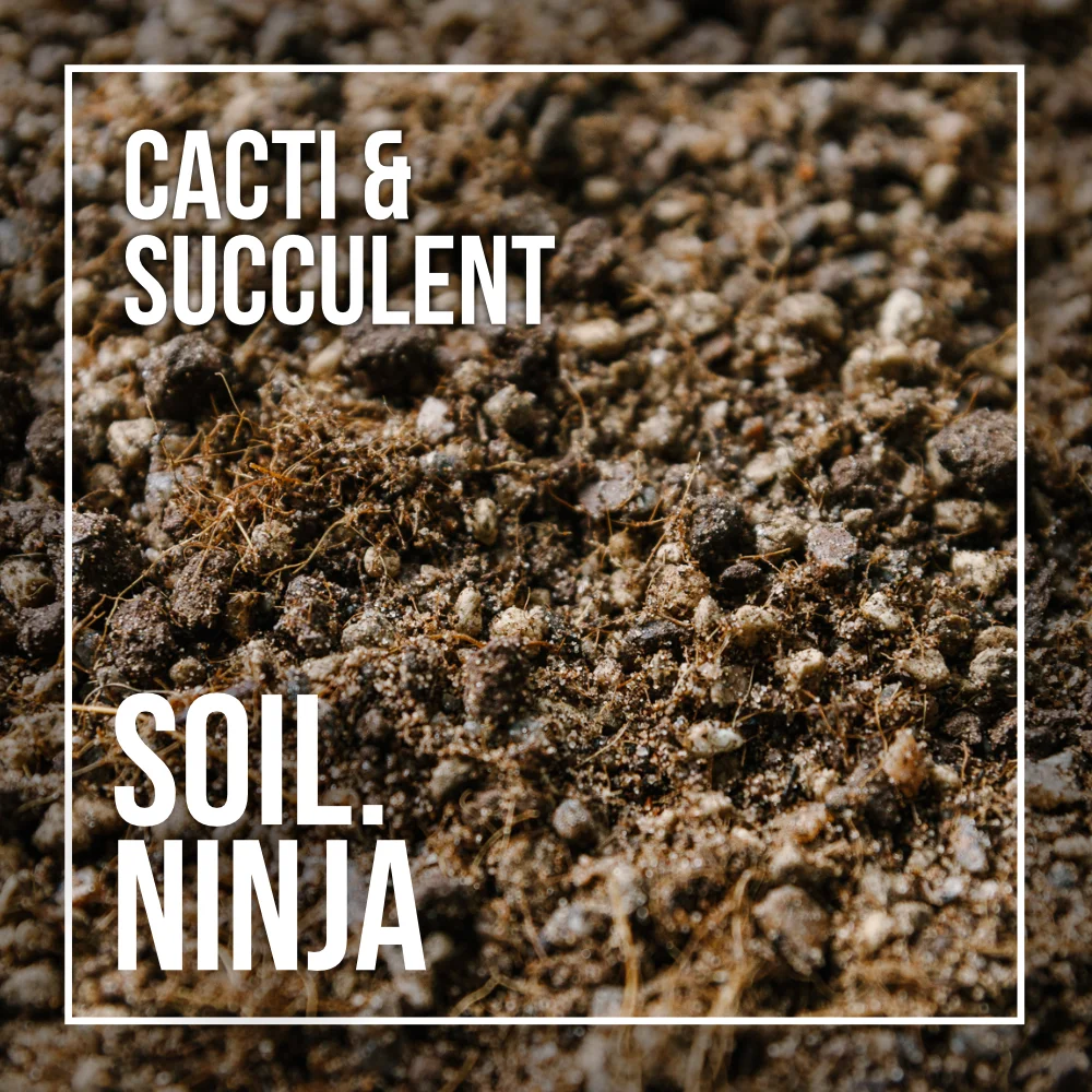 Premium Cacti and Succulent Blend