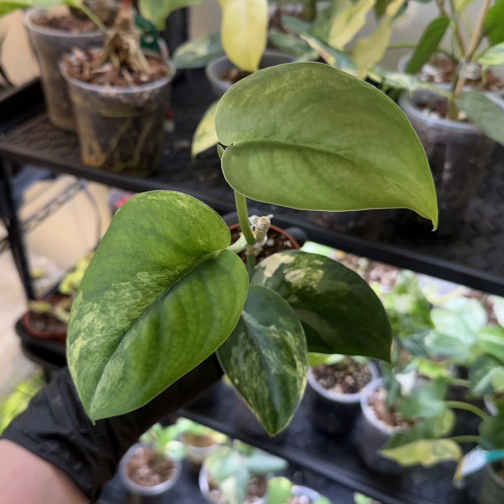 Scindapsus 'Jade Satin Variegated'