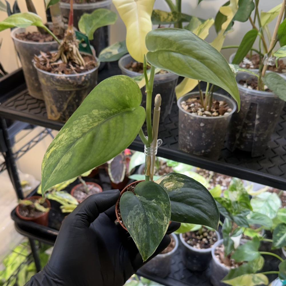 Scindapsus 'Jade Satin Variegated'