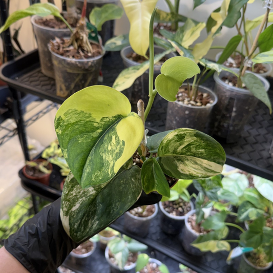 Scindapsus 'Jade Satin Variegated'