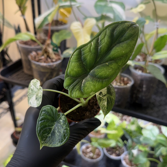 Alocasia 'Dragon Scale Variegated'