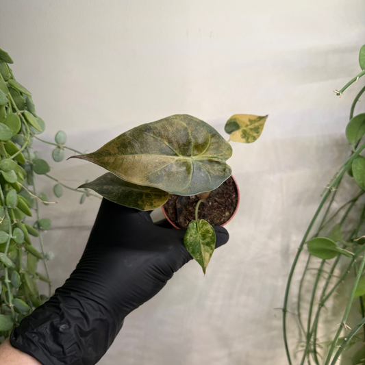 Alocasia wentii 'Variegata' 7cm - #5