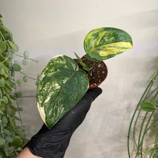 Scindapsus 'Jade Satin Variegata' 7cm - #5