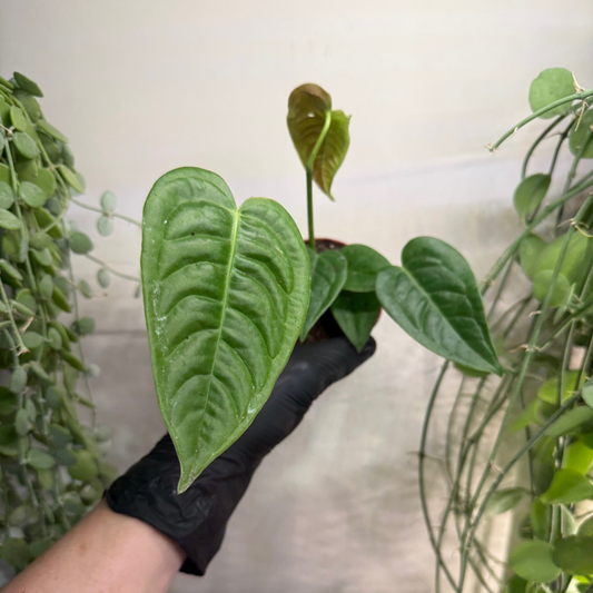 Anthurium veitchii 'Narrow' 8cm - #5