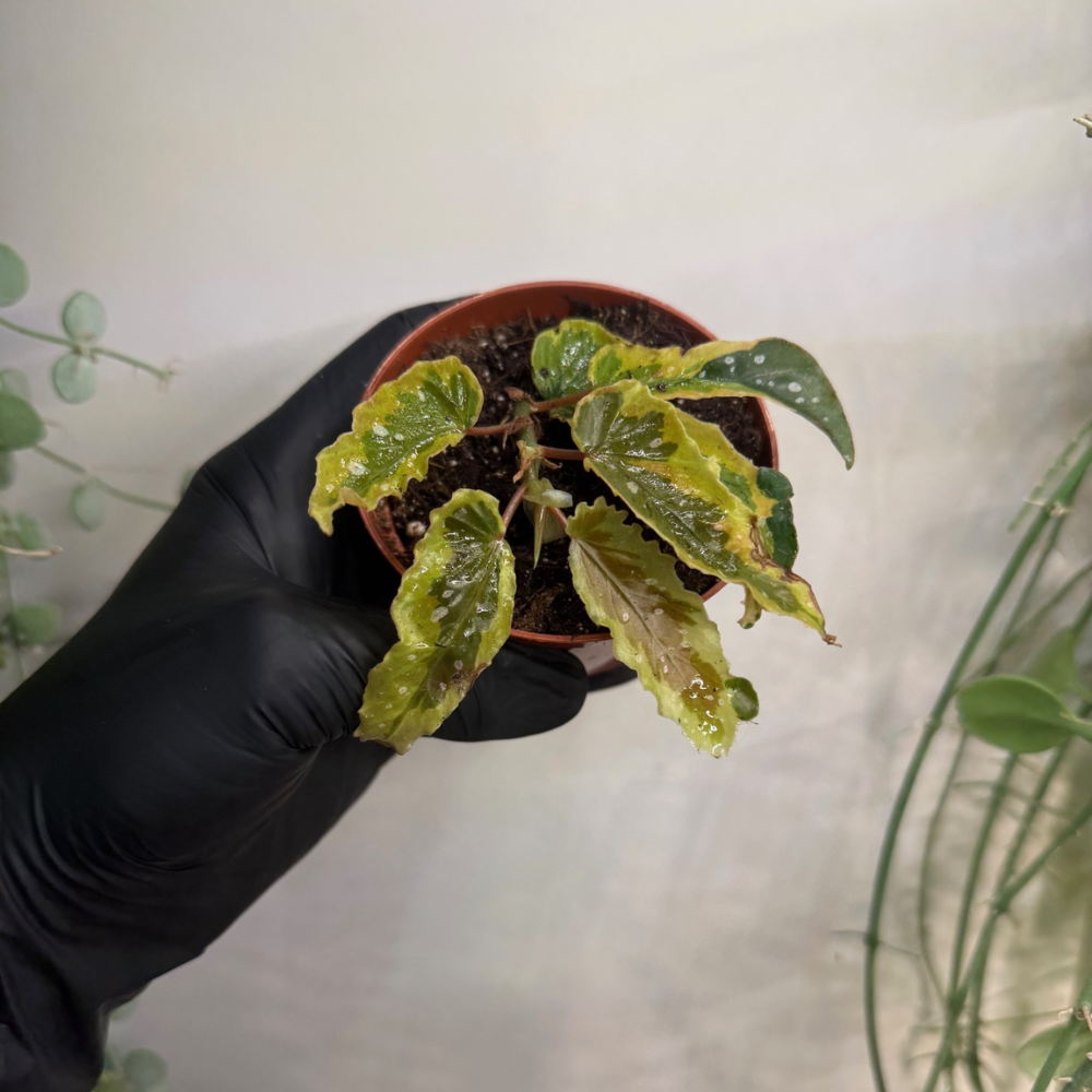 Begonia 'Dainty Spray Sport Variegata' 8cm - #3