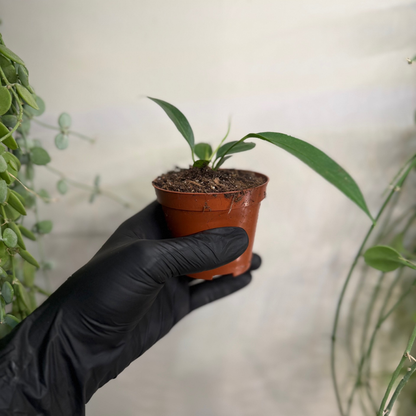 Anthurium wendlingeri 8cm - #3