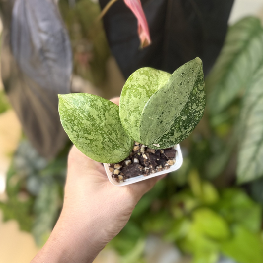 Hoya verticillata 'Nganjuk Splash'