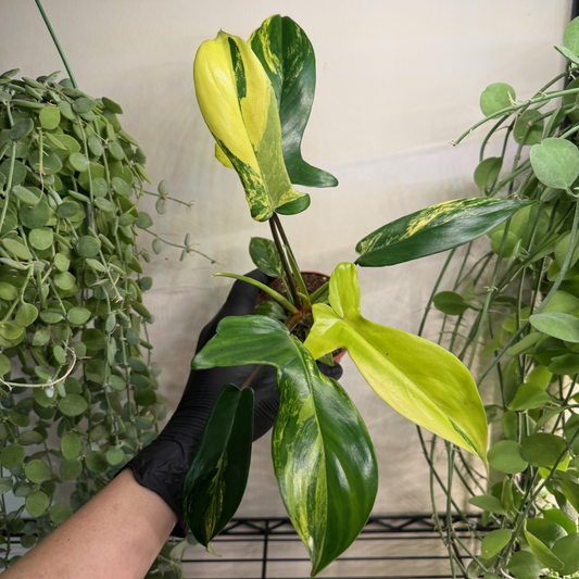 Philodendron 'Florida Beauty' 9cm - #3